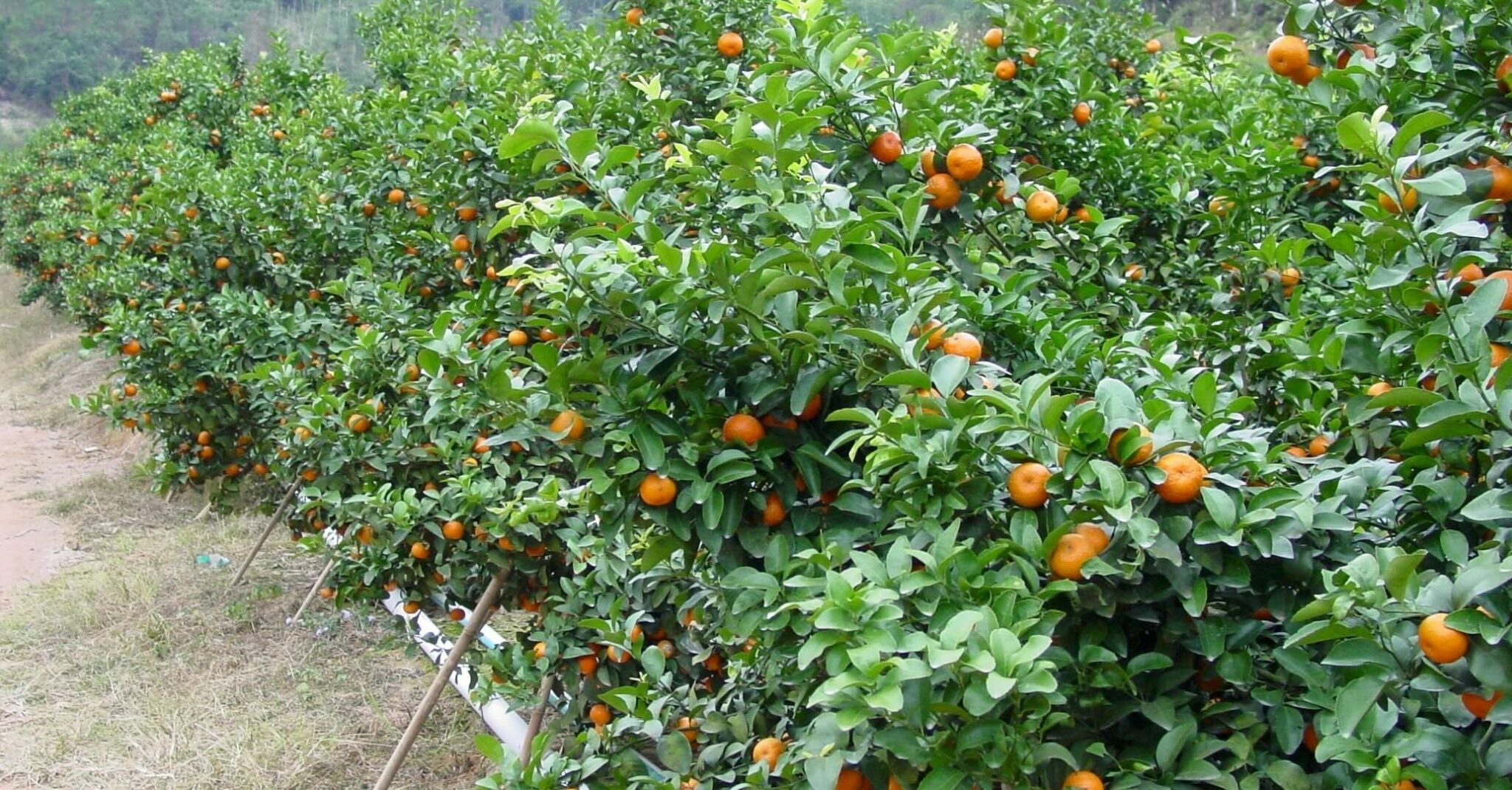 TEMPERATE CITRUS CROP NUTRITION